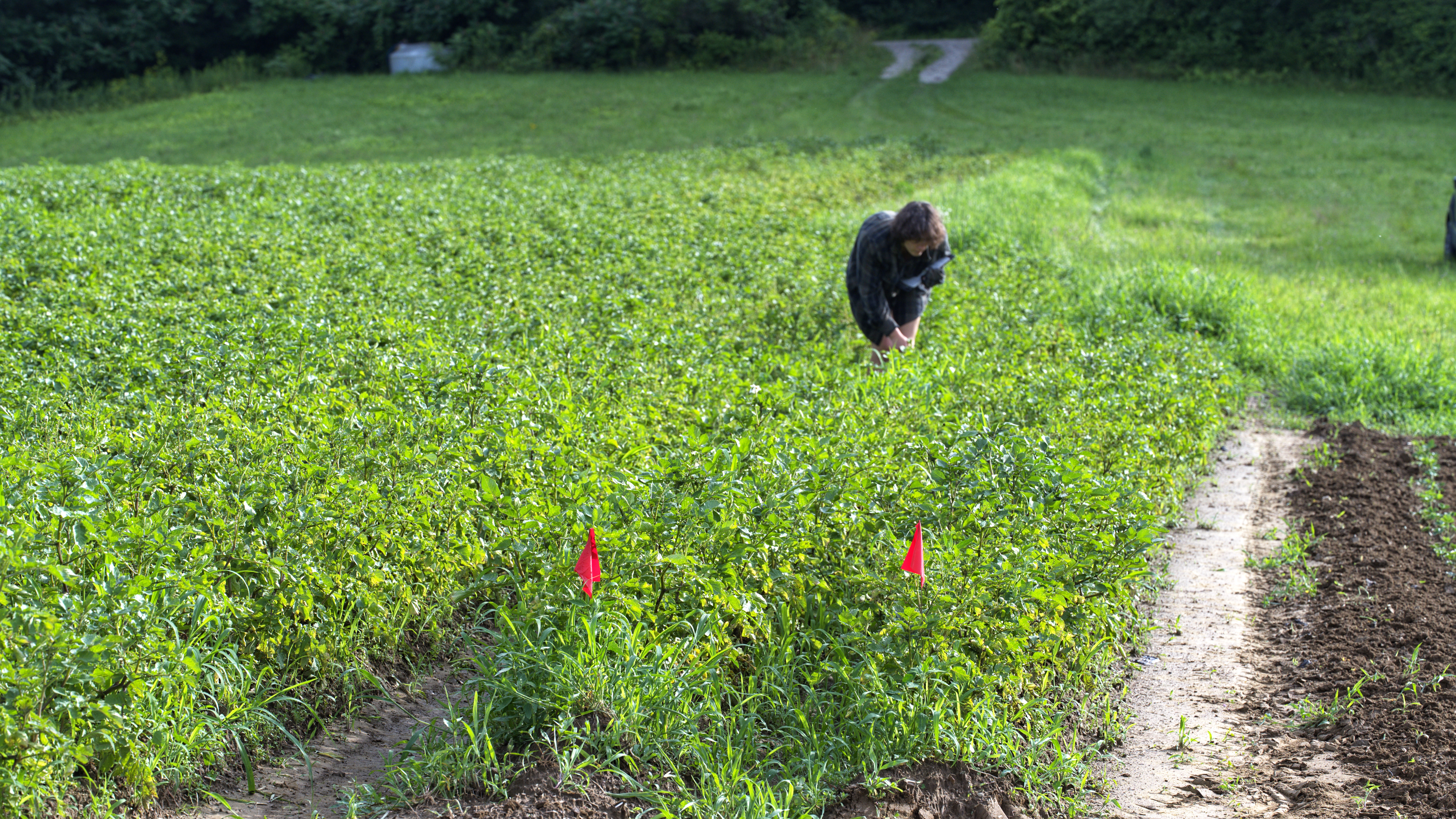 Ollie Leibovich | Monitoring our on farm trail — Summer 2024